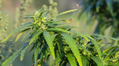 Esrar Tohumları ve güzel yeşil yaprakları ile bir delikanlı. yakın çekim