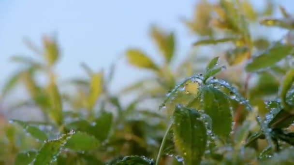 Rocía Gotas Una Hoja Verde Cerca — Vídeo de stock