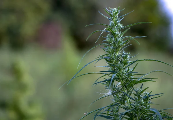 Ein Zweig Cannabis mit Samen und schönen grünen Blättern. — Stockfoto