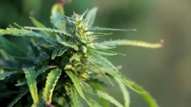 Esrar Tohumları ve güzel yeşil yaprakları ile bir delikanlı.