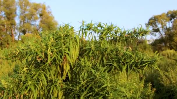 Ein Zweig Cannabis Mit Samen Und Schönen Grünen Blättern Nahaufnahme — Stockvideo