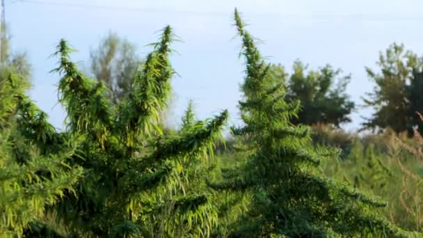 Una ramita de cannabis con semillas y hermosas hojas verdes . — Vídeos de Stock