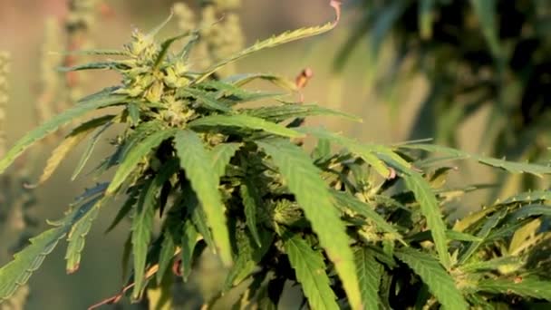 Ein Zweig Cannabis mit Samen und schönen grünen Blättern. — Stockvideo