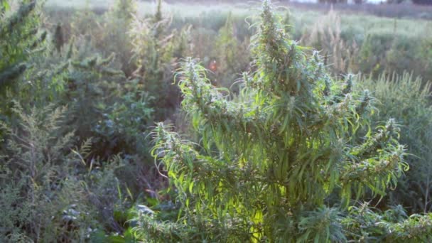 Un rametto di cannabis con semi e belle foglie verdi . — Video Stock