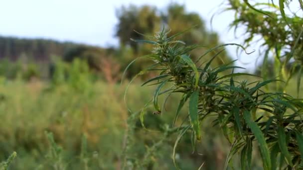 一枝大麻种子和美丽的绿叶. — 图库视频影像