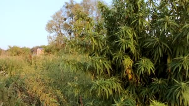 Un rametto di cannabis con semi e belle foglie verdi . — Video Stock