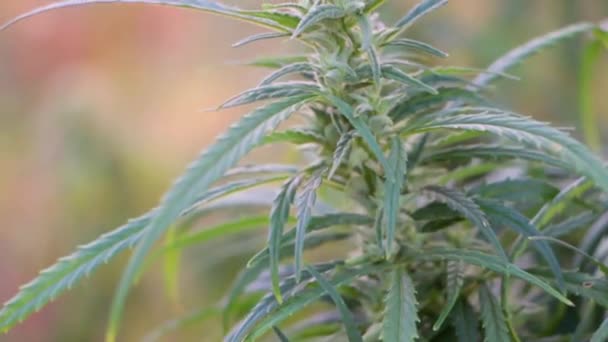 Una ramita de cannabis con semillas y hermosas hojas verdes . — Vídeos de Stock