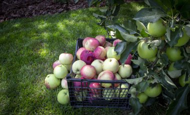 Elma yeşil çimenlerin üzerinde plastik bir kutu içinde yakın çekim