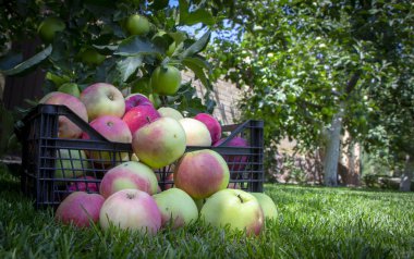 Elma yeşil çimenlerin üzerinde plastik bir kutu içinde yakın çekim