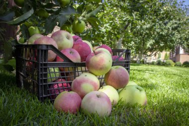 Elma yeşil çimenlerin üzerinde plastik bir kutu içinde yakın çekim