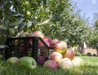 Elma yeşil çimenlerin üzerinde plastik bir kutu içinde yakın çekim