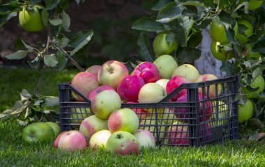 Elma yeşil çimenlerin üzerinde plastik bir kutu içinde yakın çekim