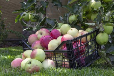 Elma yeşil çimenlerin üzerinde plastik bir kutu içinde yakın çekim