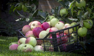 Elma yeşil çimenlerin üzerinde plastik bir kutu içinde yakın çekim