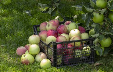 Elma yeşil çimenlerin üzerinde plastik bir kutu içinde yakın çekim