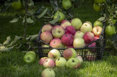 Elma yeşil çimenlerin üzerinde plastik bir kutu içinde yakın çekim