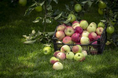 Elma yeşil çimenlerin üzerinde plastik bir kutu içinde yakın çekim