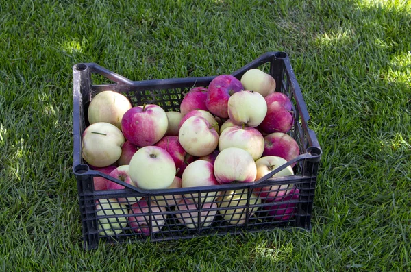 Apples Plastic Box Green Grass Close — Stock Photo, Image