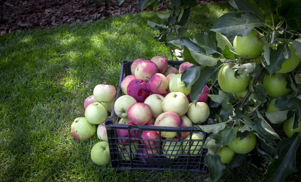 Elma yeşil çimenlerin üzerinde plastik bir kutu içinde yakın çekim