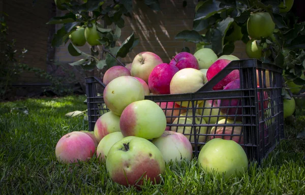 Elma yeşil çimenlerin üzerinde plastik bir kutu içinde yakın çekim