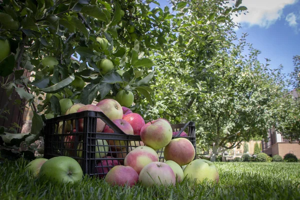 Elma yeşil çimenlerin üzerinde plastik bir kutu içinde yakın çekim
