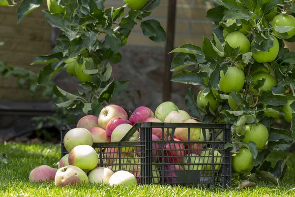 Elma yeşil çimenlerin üzerinde plastik bir kutu içinde yakın çekim