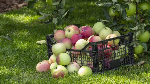 Elma yeşil çimenlerin üzerinde plastik bir kutu içinde yakın çekim