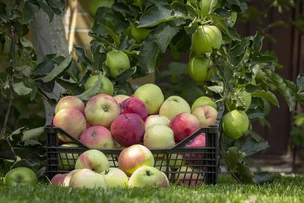 Elma yeşil çimenlerin üzerinde plastik bir kutu içinde yakın çekim