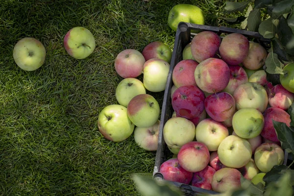 Elma yeşil çimenlerin üzerinde plastik bir kutu içinde yakın çekim