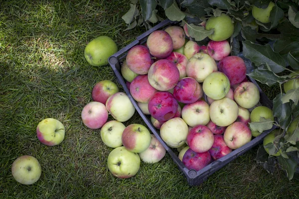 Elma yeşil çimenlerin üzerinde plastik bir kutu içinde yakın çekim