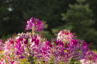 Güzel Cleome spinosa veya örümcek çiçek Bahçe yakın çekim
