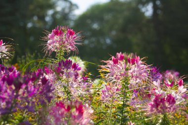 Güzel Cleome spinosa veya örümcek çiçek Bahçe yakın çekim