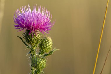 Boğa thistle cirsium vulgare Mor çiçek yeşil bir kök üzerinde Kapat