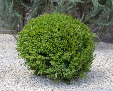 Lawn with plants. Boxwood, evergreen foliage plant close up clipart
