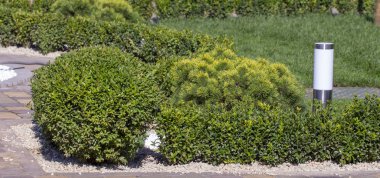 Çim bitkileri ile. Şimşir, herdem yeşil bitki örtüsü bitki yakın çekim