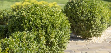 Çim bitkileri ile. Şimşir, herdem yeşil bitki örtüsü bitki yakın çekim