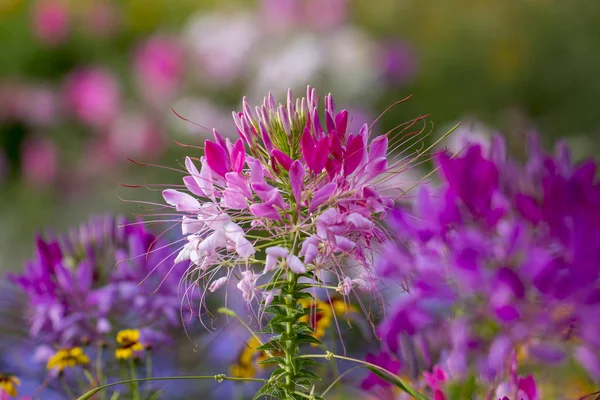 Hermosa Cleome Spinosa Flor Araña Primer Plano Del Jardín — Foto de Stock