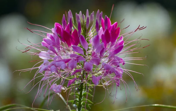 Güzel Cleome spinosa veya örümcek çiçek Bahçe yakın çekim