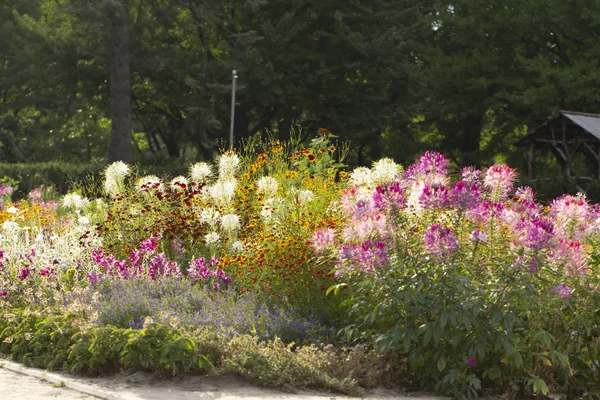 Piękny Cleome Spinosa Lub Kwiat Ogrodzie Zbliżenie — Zdjęcie stockowe