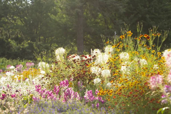 Güzel Cleome spinosa veya örümcek çiçek Bahçe yakın çekim