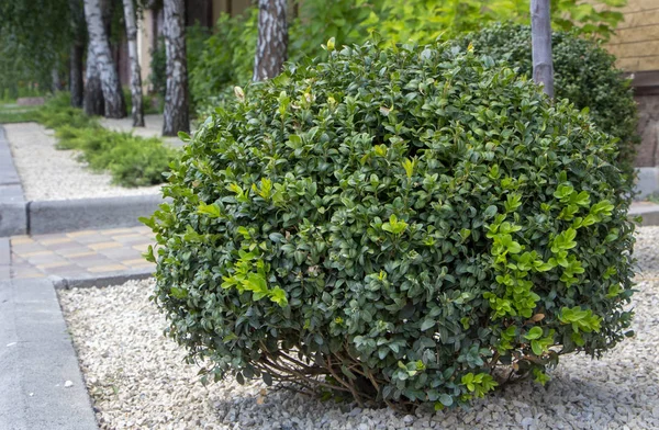 Rasen Mit Pflanzen Buchsbaum Immergrüne Blattpflanze Aus Nächster Nähe — Stockfoto
