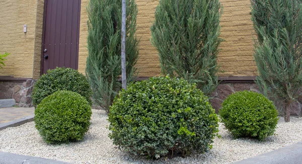 Pelouse Avec Des Plantes Buis Feuillage Sempervirent Plante Gros Plan — Photo