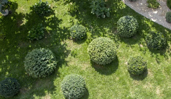 Prato Con Piante Legno Bosso Pianta Fogliare Sempreverde Vicino — Foto Stock