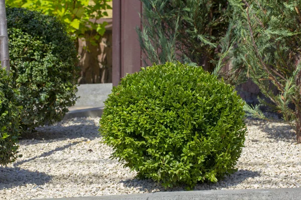 Çim bitkileri ile. Şimşir, herdem yeşil bitki örtüsü bitki yakın çekim