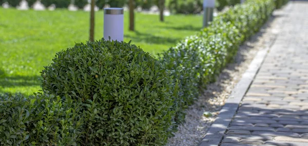 Lawn with plants. Boxwood, evergreen foliage plant close up