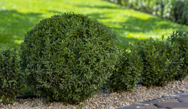 Rasen Mit Pflanzen Buchsbaum Immergrüne Blattpflanze Aus Nächster Nähe — Stockfoto