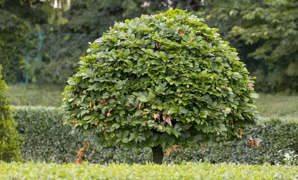 Hainbuche Einem Sommerpark Aus Nächster Nähe Eine Schöne Form Geschnitten — Stockfoto