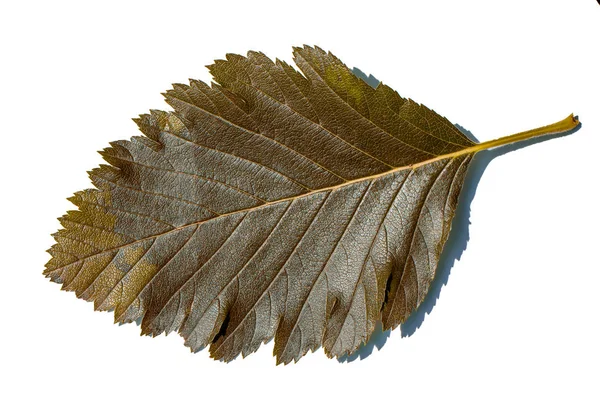 Feuille Mûrier Jaune Isolée Sur Fond Blanc Gros Plan — Photo