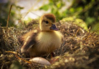 Bir saman yuva küçük ördek oturur yakın çekim