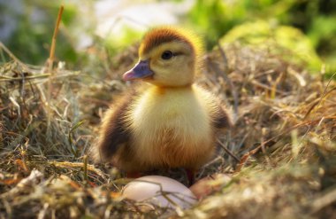 Bir saman yuva küçük ördek oturur yakın çekim